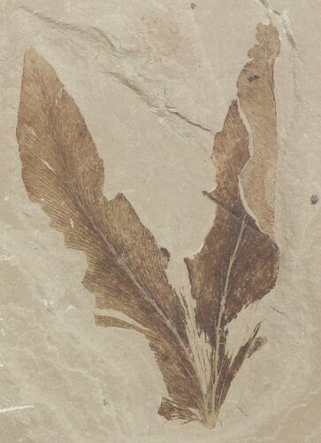 Fossil Climbing Fern Leaf - Green River Formation #45680